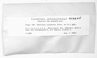 Phellinopsis conchata image